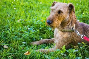portrait de chien terrier irlandais en été photo