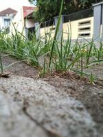 mauvaises herbes qui poussent entre les pavés photo