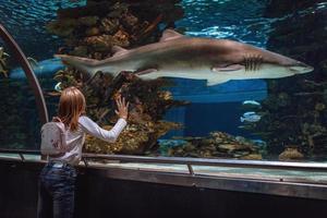 elle est fascinée par le requin photo