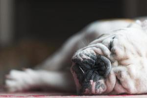 bulldog endormi photo