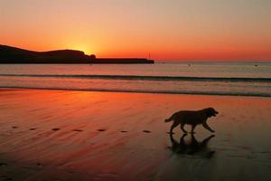 silhouette de chien et empreintes de pas sur la plage au coucher du soleil