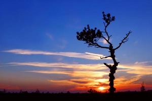 coucher de soleil avec arbre solitaire