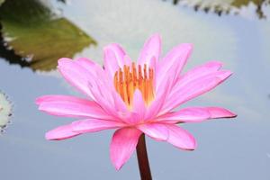 lotus rose pérou pérouan loto rosado photo