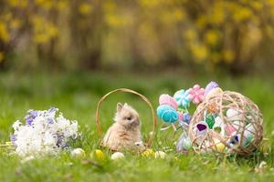 vue de lapin de pâques photo