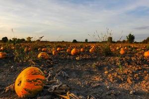 Beaucoup de citrouilles dans un champ pendant le coucher du soleil en automne détail photo