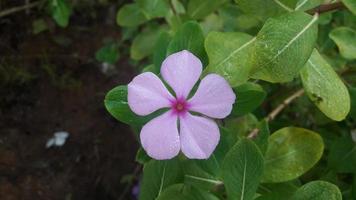 fleur de pervenche de madagascar sur une plante photo