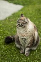 un beau chat sibérien assis sur l'herbe photo