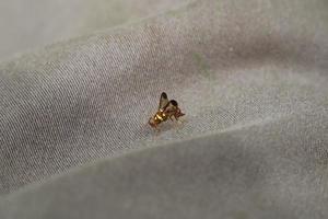 Mouche orientale des fruits dans un champ photo