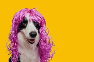 chien de compagnie border collie portant une perruque lilas bouclée colorée isolée sur fond jaune. chiot drôle en perruque rose au carnaval ou à la fête d'halloween. museau émotionnel pour animaux de compagnie. concept de coiffeur de coiffeur de toilettage. photo