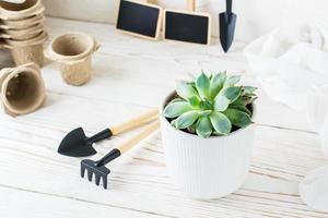 succulente dans un pot et des outils pour transplanter des plantes sur une table en bois blanche. fermer photo