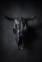 crâne de taureaux noirs photo