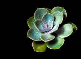 Plante succulente close-up echeveria perle von nürnberg dans le pot en terre photo