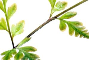 Fraîcheur verte des feuilles de fougère sur fond blanc photo