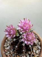 fleur de cactus gymnocalycium, fleur de pétale délicate rose en gros plan photo