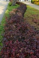 conception de paysage d'arrière-cour avec des sentiers de carreaux rouges et une haie à feuilles persistantes de thuya de brousse photo