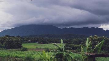 champ de riz vert avec fond de montagnes sous ciel bleu, champ de riz vue panoramique. photo