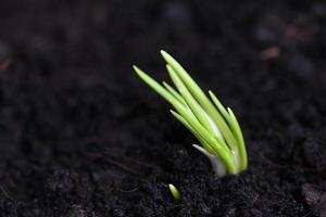 l'échalote pousse sur le sol en pot, les plantes poussent dans un jardin biologique, les oignons sont prêts à pousser l'échalote plantée sur le sol photo