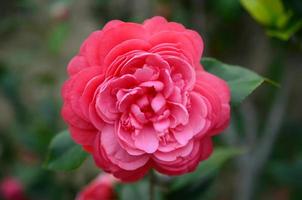 camellia japonica photo