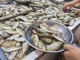 le poisson-lapin tacheté ou l'épine-pied en indonésien s'appelle le poisson bawis qui est vendu dans les marchés aux poissons traditionnels photo