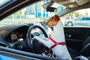 chien regardant par la fenêtre de la voiture. photo