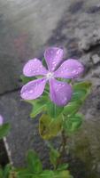 fleur de pervenche de madagascar sur une plante photo