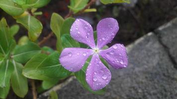 fleur de pervenche de madagascar sur une plante photo