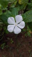 fleur de pervenche de madagascar sur une plante photo