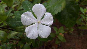 fleur de pervenche de madagascar sur une plante photo