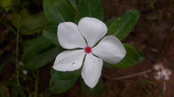 fleur de pervenche de madagascar sur une plante photo