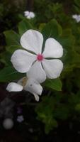 fleur de pervenche de madagascar sur une plante photo