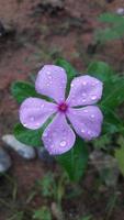 fleur de pervenche de madagascar sur une plante photo