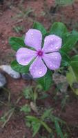 fleur de pervenche de madagascar sur une plante photo