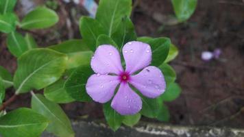 fleur de pervenche de madagascar sur une plante photo