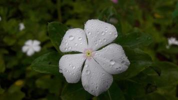 fleur de pervenche de madagascar sur une plante photo