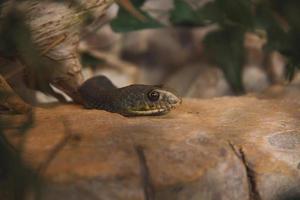 Serpent de Montpellier se réchauffant au soleil sur un rocher photo