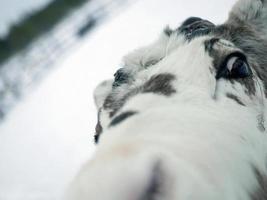 gros plan renne blanc, oeil rouge, portrait dans la neige blanche jouant avec l'appareil photo, animal en hiver avec espace de copie photo