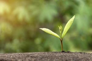 grandir d'un jeune arbre végétal dans la nature à partir du sol, une petite nature verte concepts verts de concepts d'énergie renouvelable éco-technologiques photo