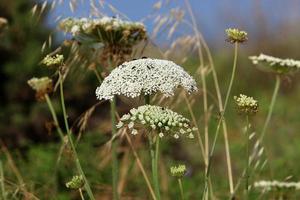 la carotte sauvage fleurit dans une clairière. photo