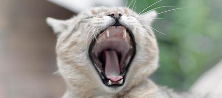 chat domestique tabby brun bâillant sur une cour verte floue photo