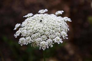 la carotte sauvage fleurit dans une clairière. photo