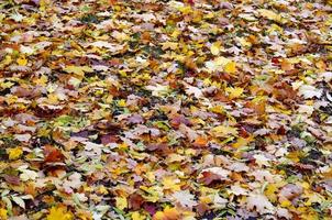 un grand nombre de feuilles d'automne tombées et jaunies sur le sol. texture de fond automne photo