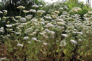 la carotte sauvage fleurit dans une clairière. photo