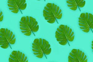 les feuilles de palmier tropical monstera se trouvent sur un papier de couleur pastel. modèle de concept d'été nature. composition à plat. vue de dessus photo