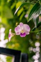 fleur d'orchidée qui fleurit dans le jardin photo