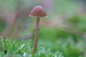 un petit champignon en filigrane sur le sol de la forêt dans une lumière douce. photo macro nature