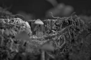 un petit champignon en filigrane en noir et blanc pris dans une racine d'arbre, avec une tache lumineuse photo