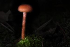 champignons en filigrane orange dans la mousse sur le sol forestier. vue macro de l'habitat. photo