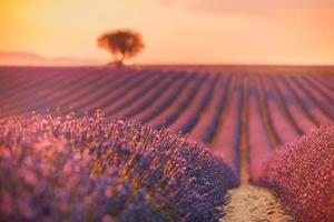 beau paysage naturel. magnifique paysage pittoresque avec champ de lavande au coucher du soleil. fleurs de lavande parfumées violettes en fleurs avec des rayons de soleil avec un ciel chaud au coucher du soleil. incroyable scène tranquille pittoresque photo