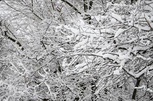 paysage d'hiver dans un parc enneigé après une forte chute de neige humide. une épaisse couche de neige se trouve sur les branches des arbres photo