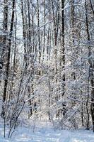 arbres couverts de neige dans le bosquet en journée d'hiver ensoleillée photo